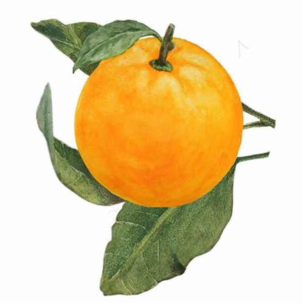 Biotique Orange Peel Body Cleanser 150G - Image 6